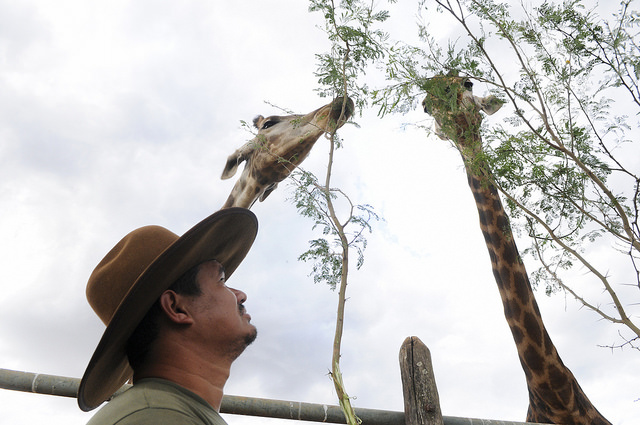 O tratador Demétrio Pereira Júnior, de 37 anos, alimentando uma das girafas do zoo