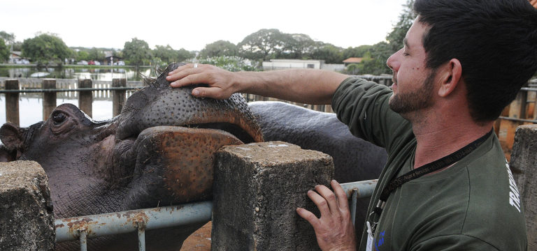 Diego Souza, tratador de 31 anos, acaricia hipopótamo